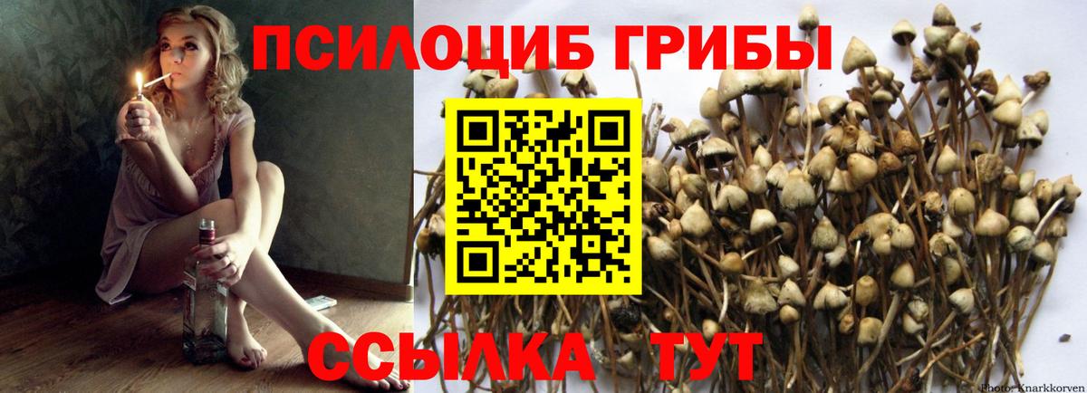 Псилоцибиновые грибы Psilocybine cubensis  Вход с VPN  где найти   Рыбинск 